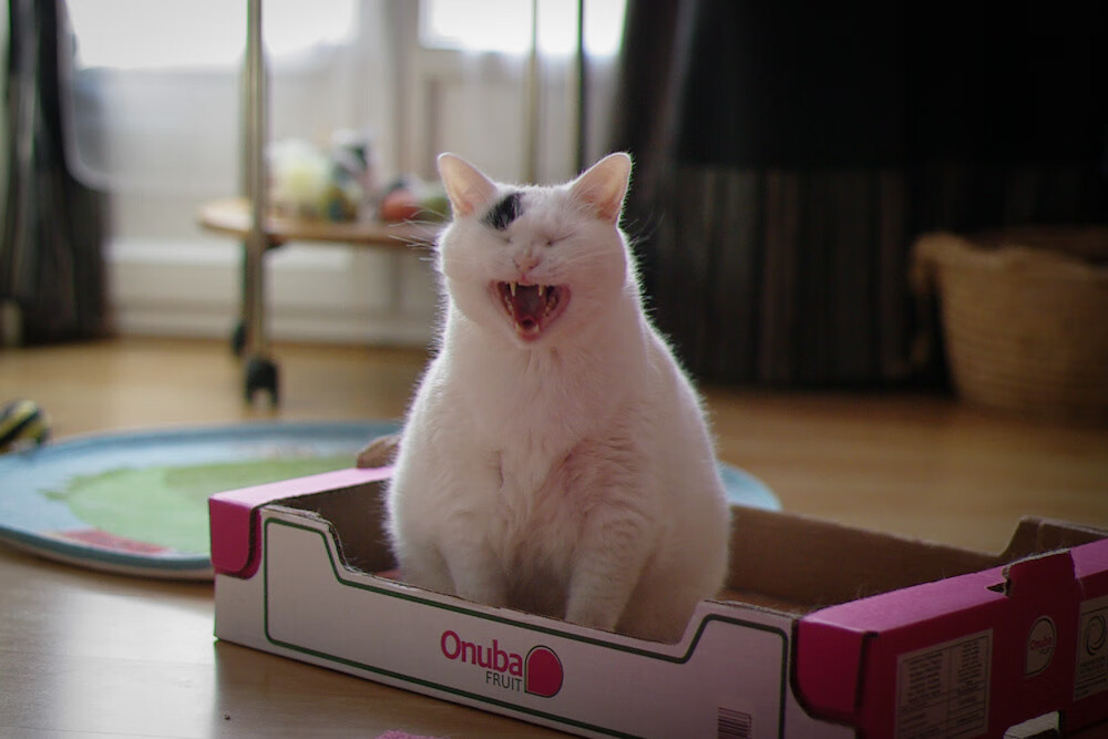 “三叉湖飞盘赛:挑战精准与速度,竞技新高峰”